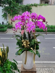 CHẬU LAN HỒ ĐIỆP 7 CÀNH HỒNG ĐỘT BIẾN