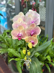 LAN HỒ ĐIỆP VÀNG ĐỘT BIẾN