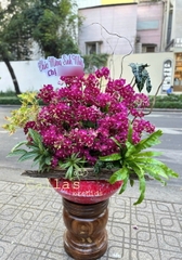 CHẬU LAN HỒ ĐIỆP MINI ĐỎ TÍM 18 GỐC MIX TIỂU CẢNH