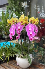 CHẬU HỒ ĐIỆP 5 CÀNH HỒNG TRƠN MIX VÀNG MAI