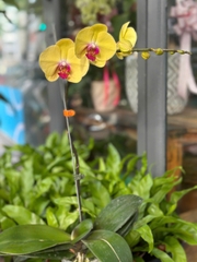 LAN HỒ ĐIỆP VÀNG MAI