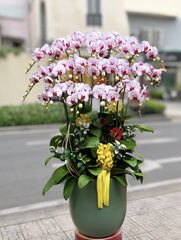 CHẬU LAN 18 CÀNH HỒNG ĐỘT BIẾN