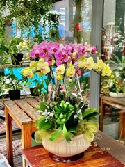 CHẬU 12 CÀNH HỒ ĐIỆP HỒNG ĐỘT BIẾN MIX VÀNG XANH - CẮM TRÒN