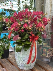 CHẬU 8 CÀNH HỒ ĐIỆP MINI ĐỎ HỒNG