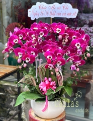 CHẬU 7 CÀNH HỒ ĐIỆP TÍM