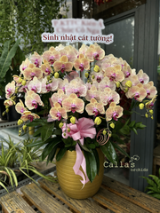 CHẬU LAN HỒ ĐIỆP 9 CÀNH VÀNG ĐỘT BIẾN
