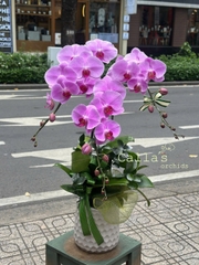 CHẬU 3 CÀNH HỒ ĐIỆP HỒNG
