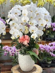 CHẬU 5 CÀNH HỒ ĐIỆP TRẮNG