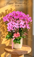 CHẬU LAN HỒ ĐIỆP CHÚC MỪNG 20/10