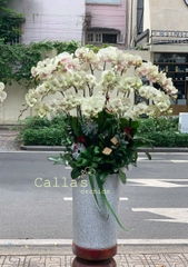 CHẬU 20 CÀNH HỒ ĐIỆP VÀNG ĐỘT BIẾN