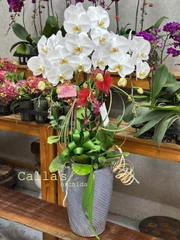 CHẬU 3 CÀNH HỒ ĐIỆP TRẮNG