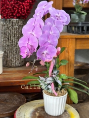 CHẬU 1 CÀNH HỒ ĐIỆP HỒNG