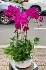 CHẬU 3 CÀNH HỒ ĐIỆP TÍM MIX DƯƠNG XỈ