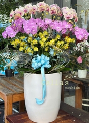 CHẬU MIX 15 CÀNH HỒ ĐIỆP