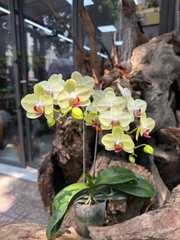 LAN HỒ ĐIỆP XANH SIZE TRUNG