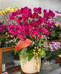 CHẬU 20 CÀNH HỒ ĐIỆP TÍM