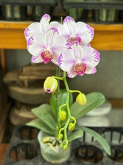 LAN HỒ ĐIỆP HỒNG TIA CHỚP