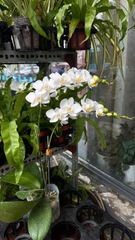 HỒ ĐIỆP MINI TRẮNG