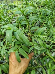 combo 3 chậu giã hạc trắng, 5ct  loại to 3-5 ngọn