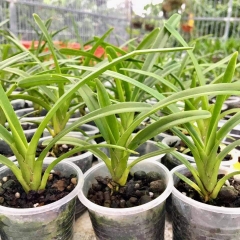 [Giá hủy diệt]10 loại phong lan kiếm 10 màu