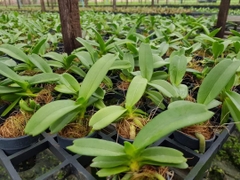 đai trâu giống thái 10 màu 9 tháng tuổi