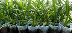 [Giá hủy diệt]10 loại phong lan kiếm 10 màu