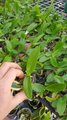 [Siêu Sale] nhạn thái 4n