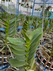 [Siêu Sale] nhạn thái 4n