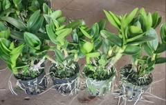denro phượng hoàng hồng lá mít bông to cây sẳn chậu f12 đướng ngọn sắp hoa hoặc đang nụ tùy thời điểm khỏe mạnh cứng cáp