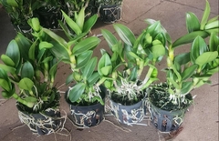 denro phượng hoàng hồng lá mít bông to cây sẳn chậu f12 đướng ngọn sắp hoa hoặc đang nụ tùy thời điểm khỏe mạnh cứng cáp