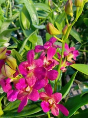 denro phượng hoàng hồng lá mít bông to cây sẳn chậu f12 đướng ngọn sắp hoa hoặc đang nụ tùy thời điểm khỏe mạnh cứng cáp