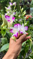 denro chớp sonia nổi danh bền hoa chậu bán đang nụ hoặc sắp nụ