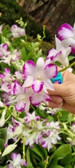 denro chớp sonia nổi danh bền hoa chậu bán đang nụ hoặc sắp nụ