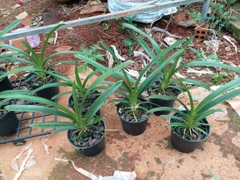 [Giá hủy diệt] 5 loại lan kiếm phan trí, xanh huế, vị hoàng chậu to
