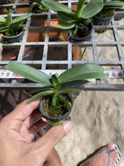 đai trâu giống thái 10 màu 9 tháng tuổi