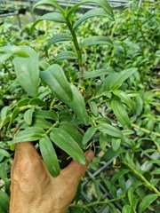 combo 3 chậu giã hạc trắng, 5ct  loại to 3-5 ngọn