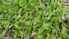[Siêu Sale] nhạn thái 4n