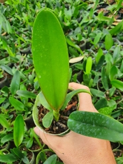 [Rẻ vô địch] lan cattalaya 10 màu