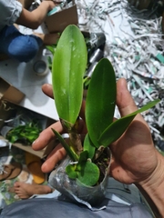 [Rẻ vô địch] lan cattalaya 10 màu