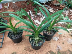 [Giá hủy diệt] 5 loại lan kiếm phan trí, xanh huế, vị hoàng chậu to