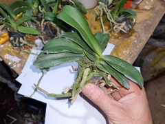 ngọc điểm chậu đôi cây giống thái 1 năm tuổi 7 màu