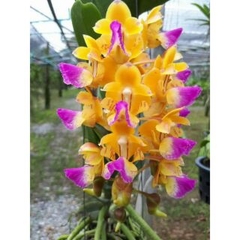 [Siêu Sale] nhạn thái 4n