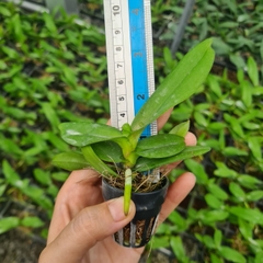 [Siêu Sale] nhạn thái 4n