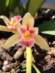 [Giá hủy diệt]10 loại phong lan kiếm 10 màu
