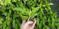 [Siêu Sale] nhạn thái 4n