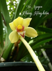 [Giá hủy diệt]10 loại phong lan kiếm 10 màu