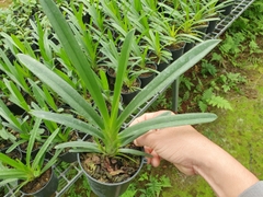 [Giá hủy diệt] 5 loại lan kiếm phan trí, xanh huế, vị hoàng chậu to