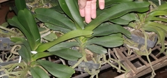 ngọc điểm thái 4-5 cặp lá đang nụ hoa tết