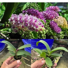 combo 5 chậu ngọc điểm đôi giống 1 năm tuổi