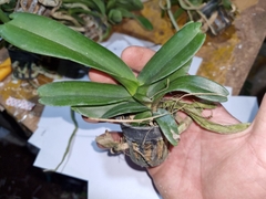 combo 5 chậu ngọc điểm đôi giống 1 năm tuổi